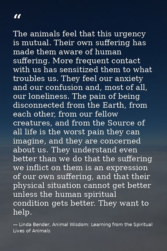 The animals feel that this urgency is mutual. Their own suffering has made them aware of human suffering. More frequent  — Linda Bender, Animal Wisdom: Learning from the Spiritual Lives of Animals
