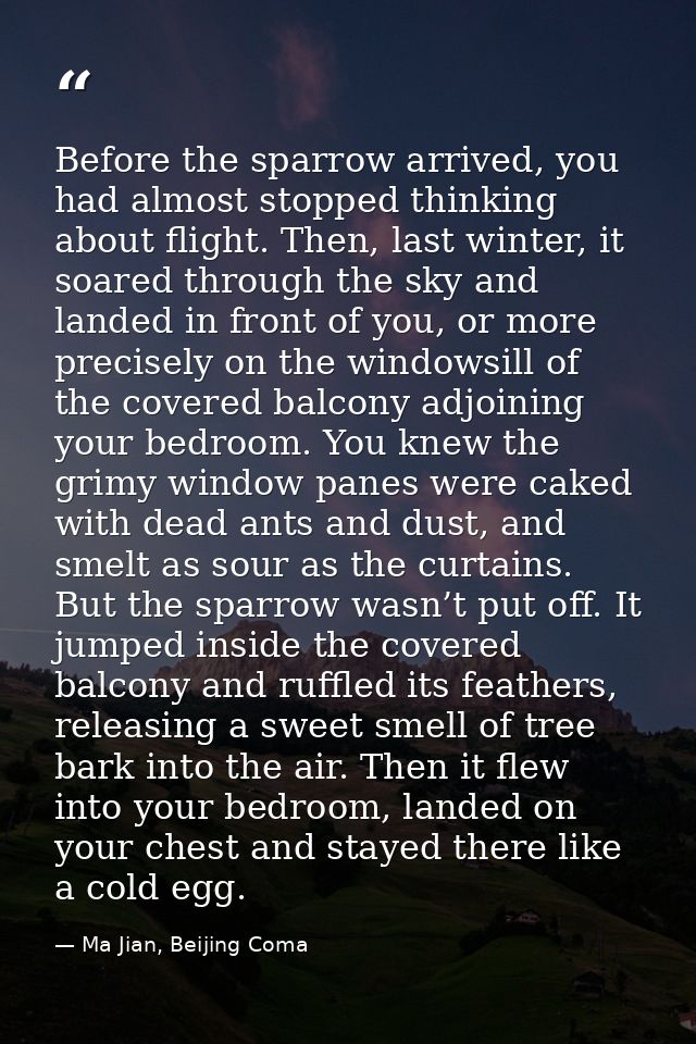Before the sparrow arrived, you had almost stopped thinking about flight. Then, last winter, it soared through the sky a — Ma Jian, Beijing Coma