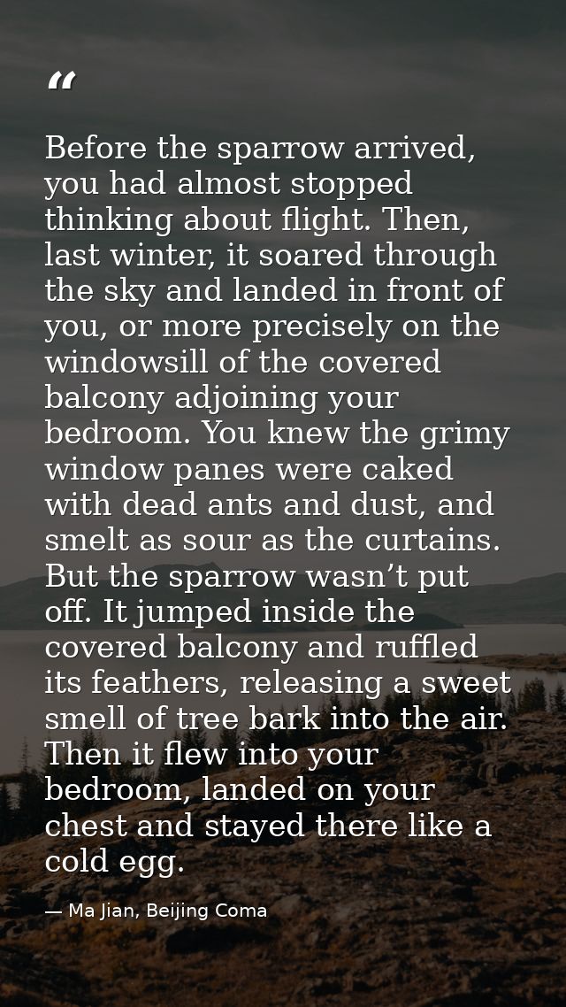 Before the sparrow arrived, you had almost stopped thinking about flight. Then, last winter, it soared through the sky a — Ma Jian, Beijing Coma