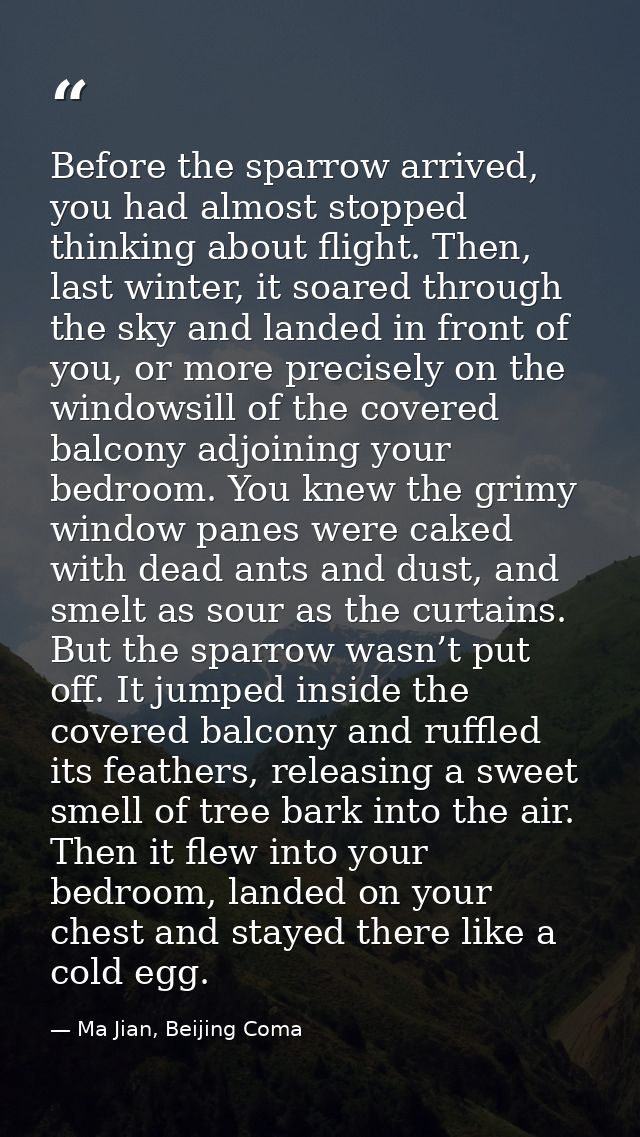 Before the sparrow arrived, you had almost stopped thinking about flight. Then, last winter, it soared through the sky a — Ma Jian, Beijing Coma
