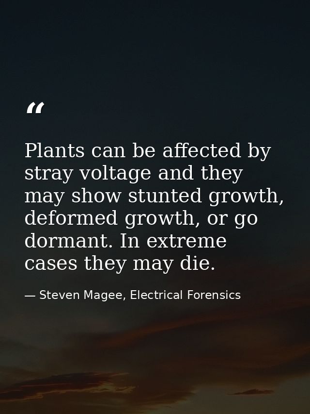 Plants can be affected by stray voltage and they may show stunted growth, deformed growth, or go dormant. In extreme cas — Steven Magee, Electrical Forensics