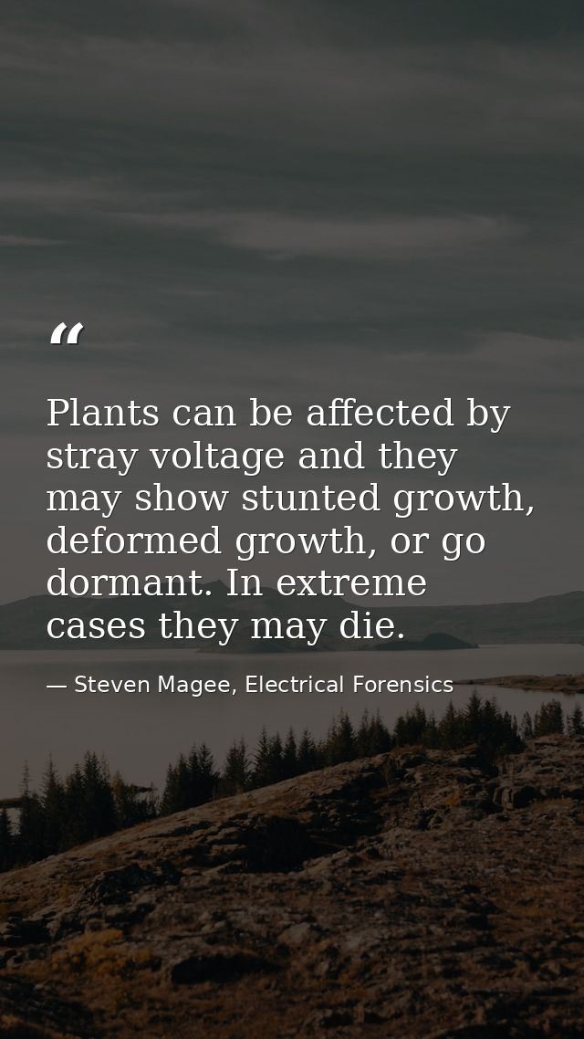 Plants can be affected by stray voltage and they may show stunted growth, deformed growth, or go dormant. In extreme cas — Steven Magee, Electrical Forensics