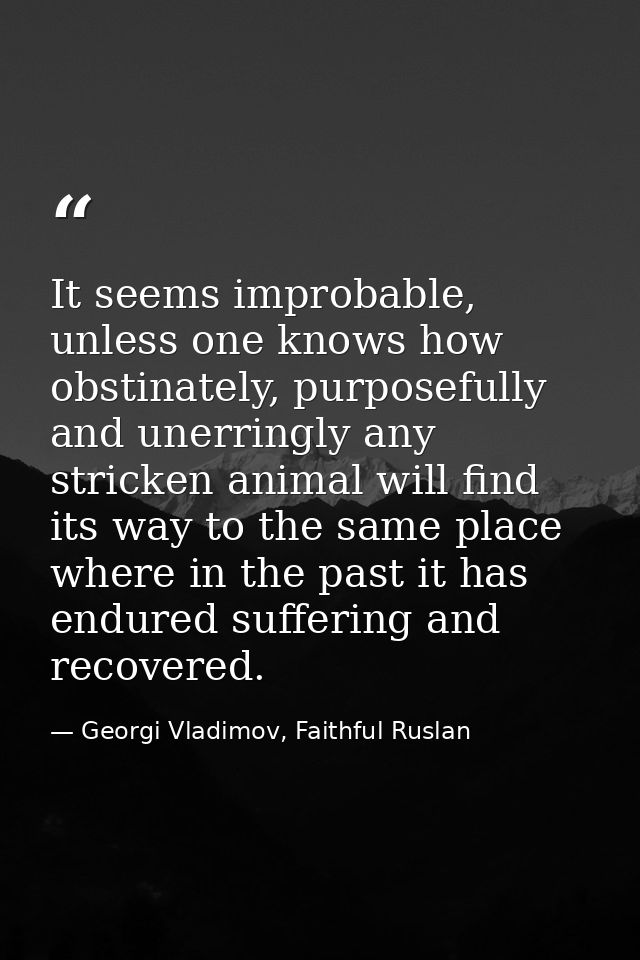 It seems improbable, unless one knows how obstinately, purposefully and unerringly any stricken animal will find its way — Georgi Vladimov, Faithful Ruslan