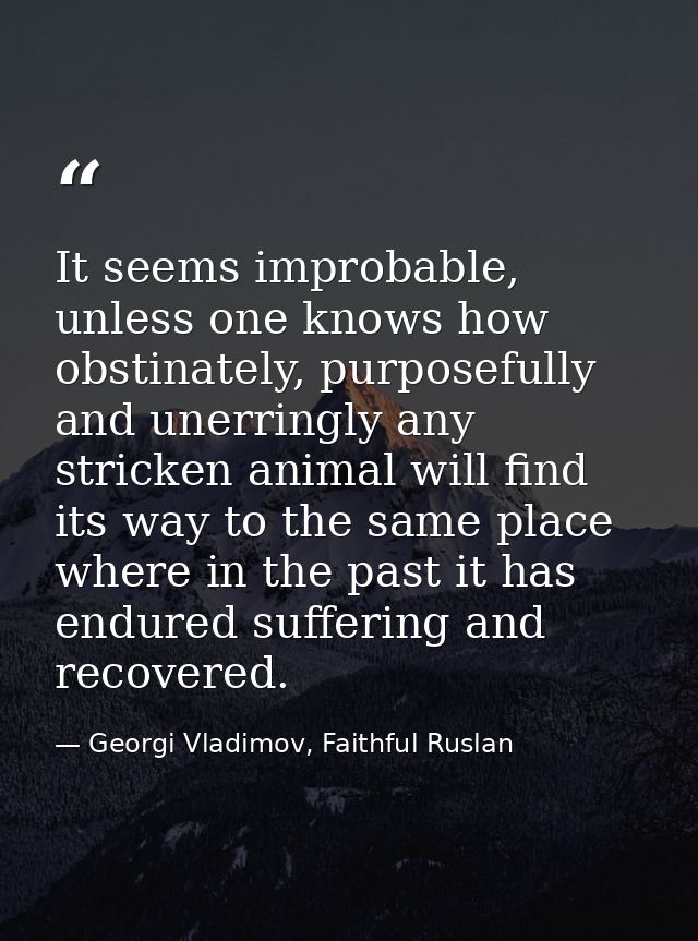 It seems improbable, unless one knows how obstinately, purposefully and unerringly any stricken animal will find its way — Georgi Vladimov, Faithful Ruslan