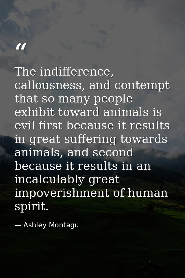 The indifference, callousness, and contempt that so many people exhibit toward animals is evil first because it results  — Ashley Montagu