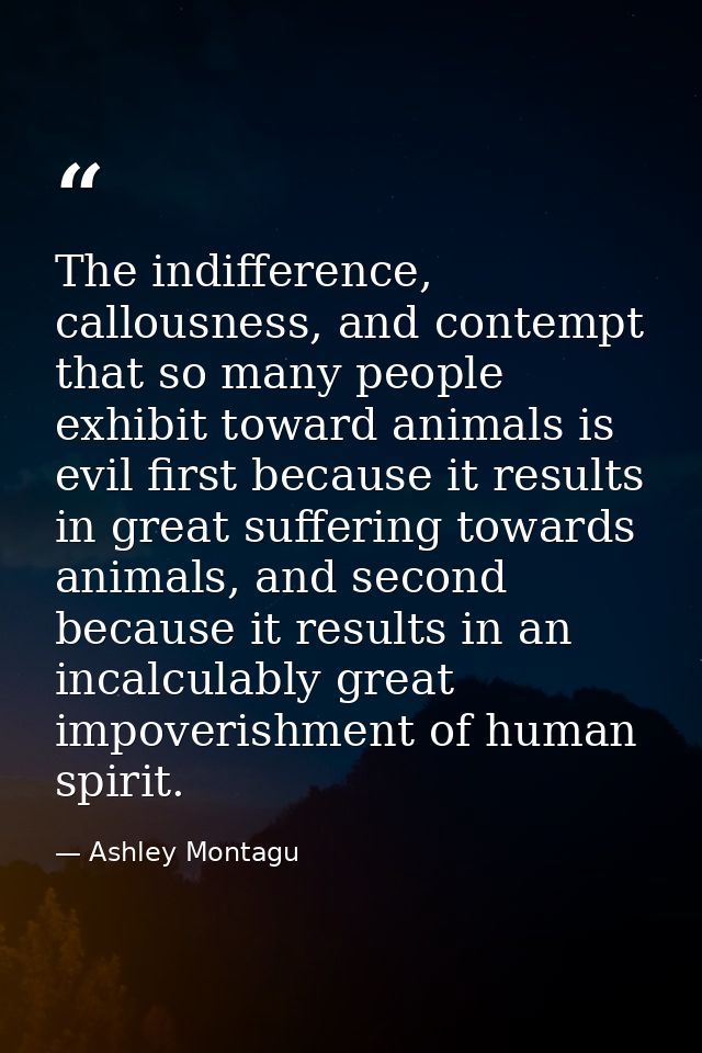The indifference, callousness, and contempt that so many people exhibit toward animals is evil first because it results  — Ashley Montagu