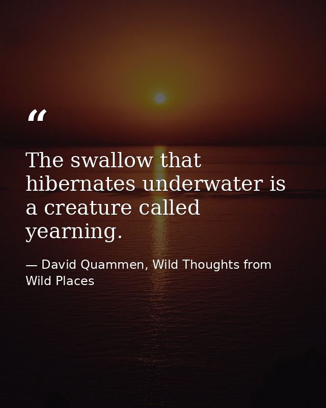 The swallow that hibernates underwater is a creature called yearning. — David Quammen, Wild Thoughts from Wild Places
