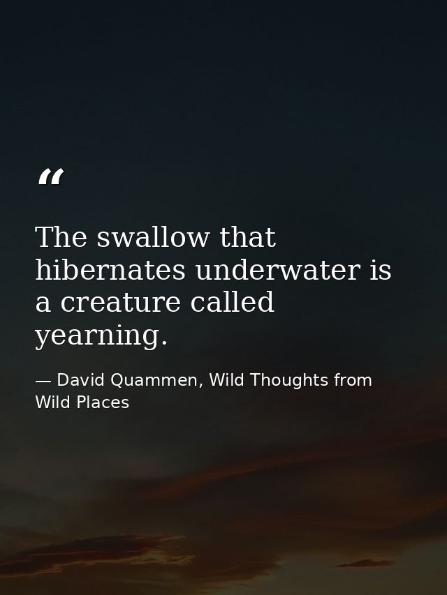 The swallow that hibernates underwater is a creature called yearning. — David Quammen, Wild Thoughts from Wild Places