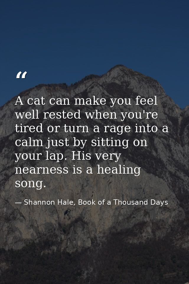 A cat can make you feel well rested when you're tired or turn a rage into a calm just by sitting on your lap. His very n — Shannon Hale, Book of a Thousand Days