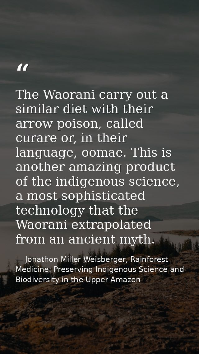 The Waorani carry out a similar diet with their arrow poison, called curare or, in their language, oomae. This is anothe — Jonathon Miller Weisberger, Rainforest Medicine: Preserving Indigenous Science and Biodiversity in the Upper Amazon