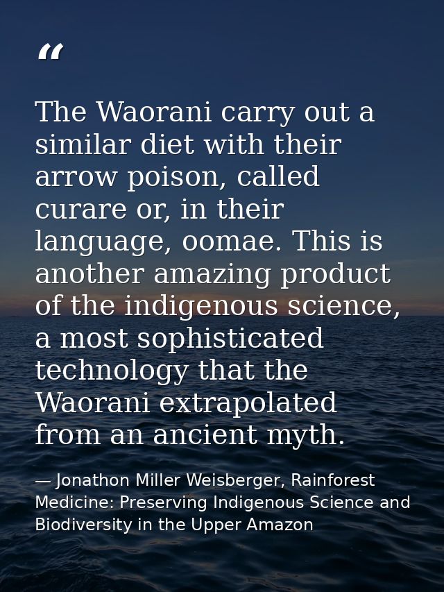 The Waorani carry out a similar diet with their arrow poison, called curare or, in their language, oomae. This is anothe — Jonathon Miller Weisberger, Rainforest Medicine: Preserving Indigenous Science and Biodiversity in the Upper Amazon