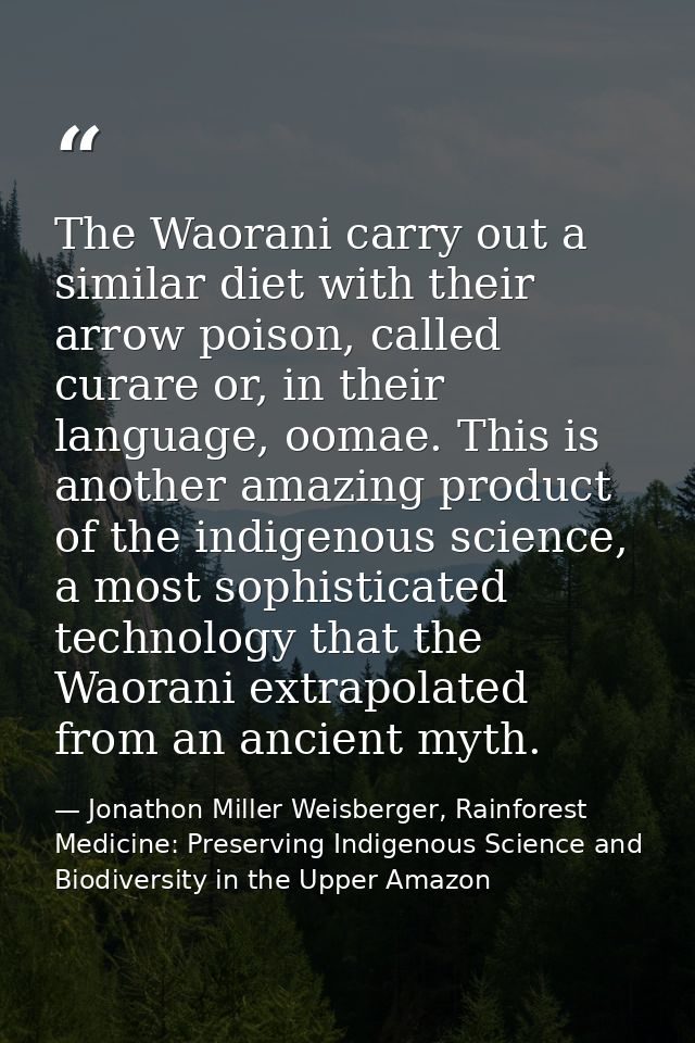 The Waorani carry out a similar diet with their arrow poison, called curare or, in their language, oomae. This is anothe — Jonathon Miller Weisberger, Rainforest Medicine: Preserving Indigenous Science and Biodiversity in the Upper Amazon