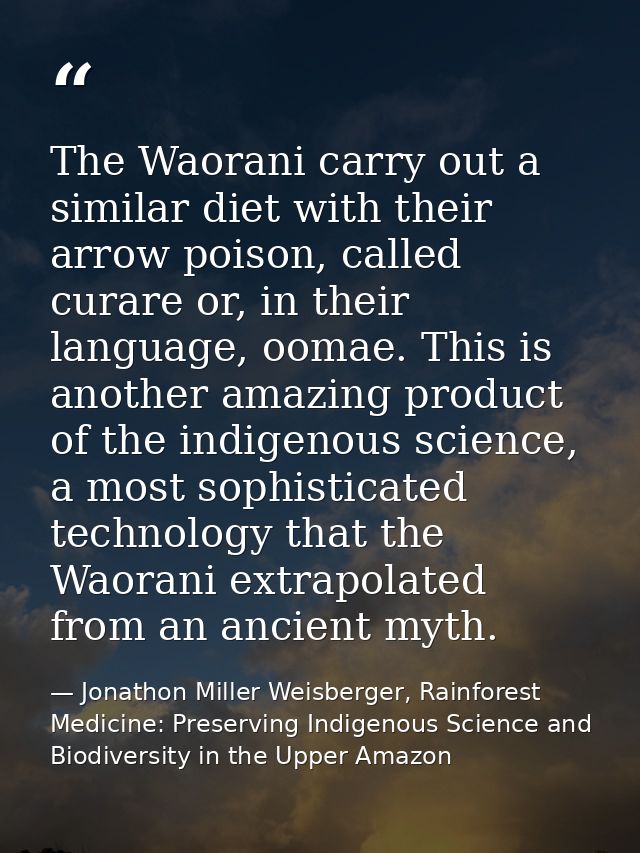 The Waorani carry out a similar diet with their arrow poison, called curare or, in their language, oomae. This is anothe — Jonathon Miller Weisberger, Rainforest Medicine: Preserving Indigenous Science and Biodiversity in the Upper Amazon