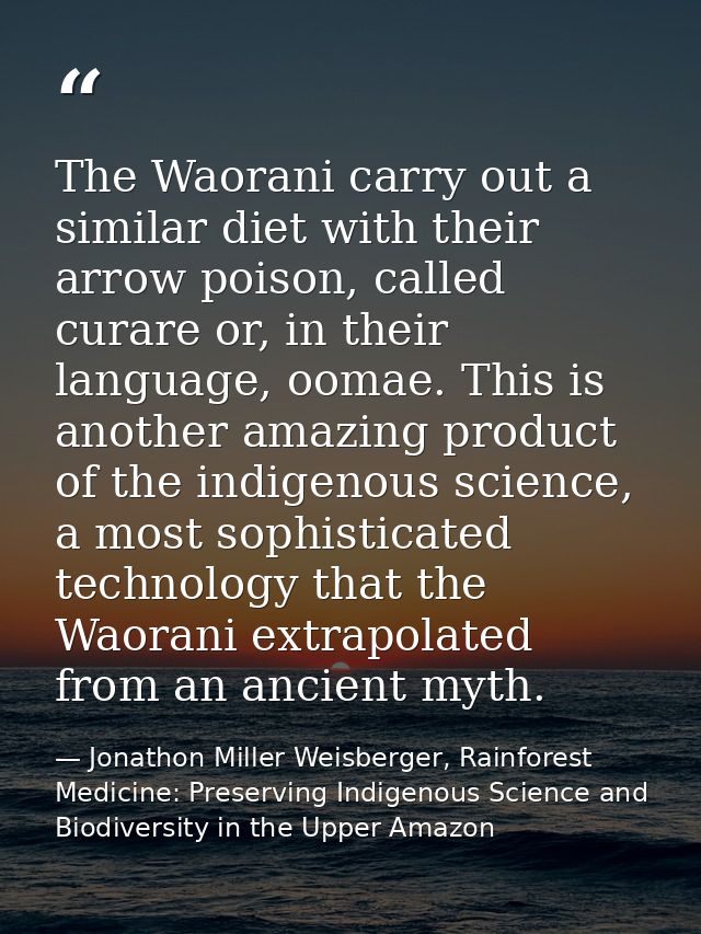 The Waorani carry out a similar diet with their arrow poison, called curare or, in their language, oomae. This is anothe — Jonathon Miller Weisberger, Rainforest Medicine: Preserving Indigenous Science and Biodiversity in the Upper Amazon