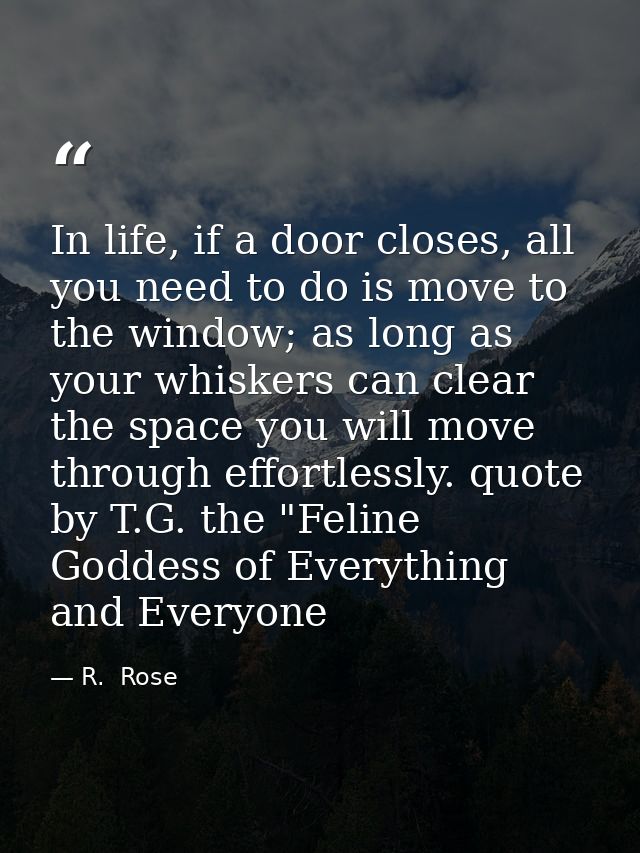 In life, if a door closes, all you need to do is move to the window; as long as your whiskers can clear the space you wi — R.  Rose