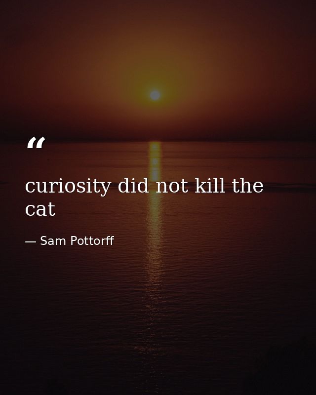 curiosity did not kill the cat — Sam Pottorff