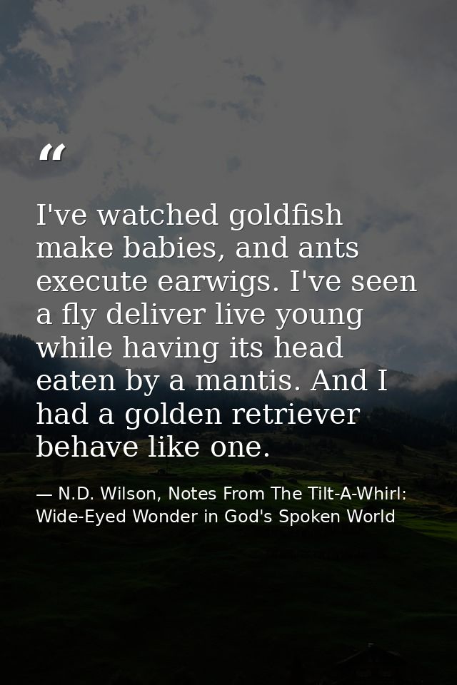 I've watched goldfish make babies, and ants execute earwigs. I've seen a fly deliver live young while having its head ea — N.D. Wilson, Notes From The Tilt-A-Whirl: Wide-Eyed Wonder in God's Spoken World