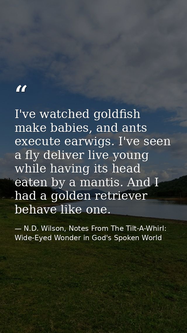 I've watched goldfish make babies, and ants execute earwigs. I've seen a fly deliver live young while having its head ea — N.D. Wilson, Notes From The Tilt-A-Whirl: Wide-Eyed Wonder in God's Spoken World