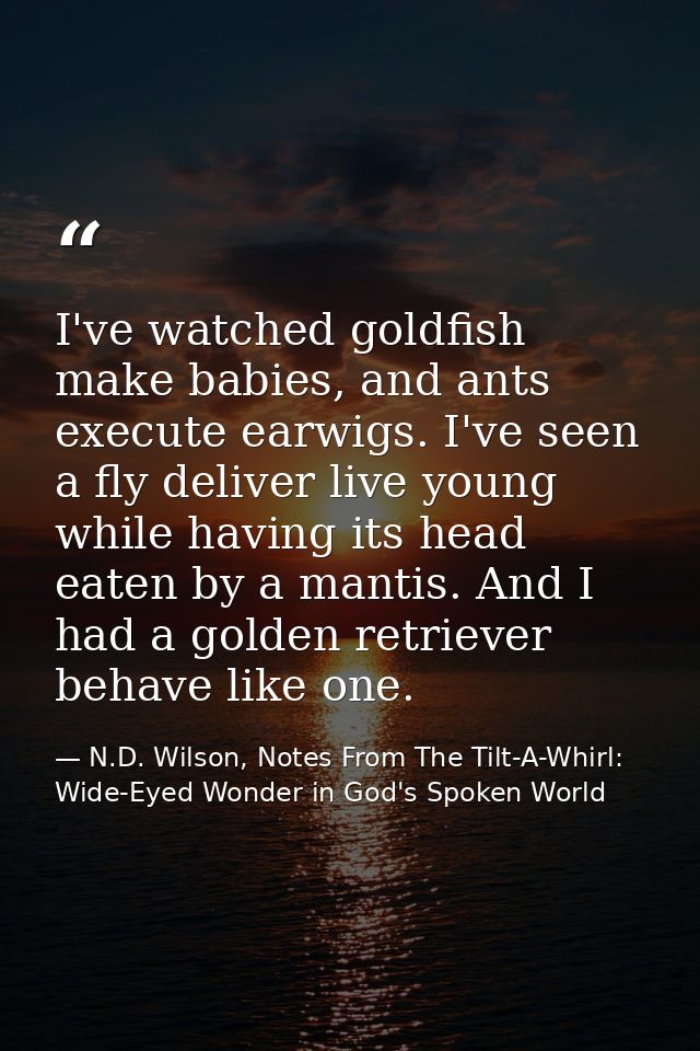 I've watched goldfish make babies, and ants execute earwigs. I've seen a fly deliver live young while having its head ea — N.D. Wilson, Notes From The Tilt-A-Whirl: Wide-Eyed Wonder in God's Spoken World