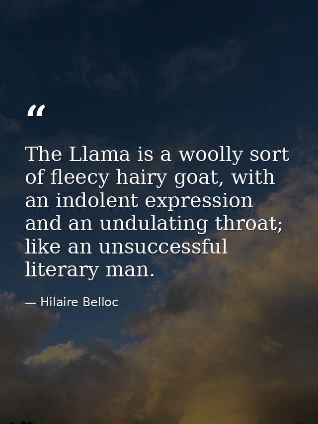 The Llama is a woolly sort of fleecy hairy goat, with an indolent expression and an undulating throat; like an unsuccess — Hilaire Belloc