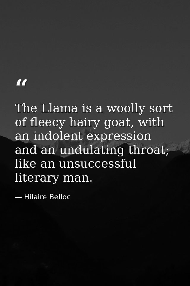 The Llama is a woolly sort of fleecy hairy goat, with an indolent expression and an undulating throat; like an unsuccess — Hilaire Belloc