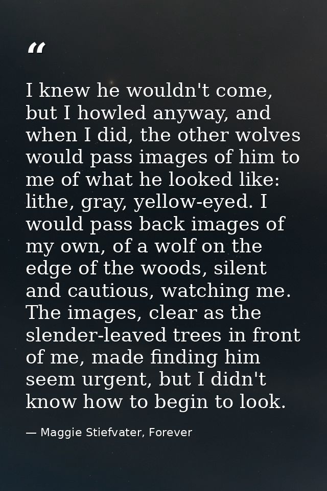 I knew he wouldn't come, but I howled anyway, and when I did, the other wolves would pass images of him to me of what he — Maggie Stiefvater, Forever