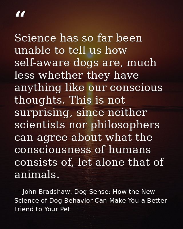 Science has so far been unable to tell us how self-aware dogs are, much less whether they have anything like our conscio — John Bradshaw, Dog Sense: How the New Science of Dog Behavior Can Make You a Better Friend to Your Pet