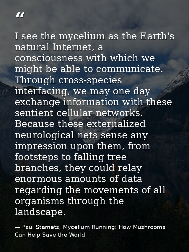 I see the mycelium as the Earth's natural Internet, a consciousness with which we might be able to communicate. Through  — Paul Stamets, Mycelium Running: How Mushrooms Can Help Save the World