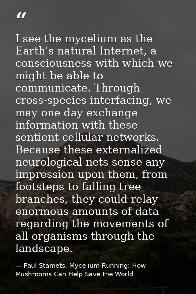 I see the mycelium as the Earth's natural Internet, a consciousness with which we might be able to communicate. Through  — Paul Stamets, Mycelium Running: How Mushrooms Can Help Save the World