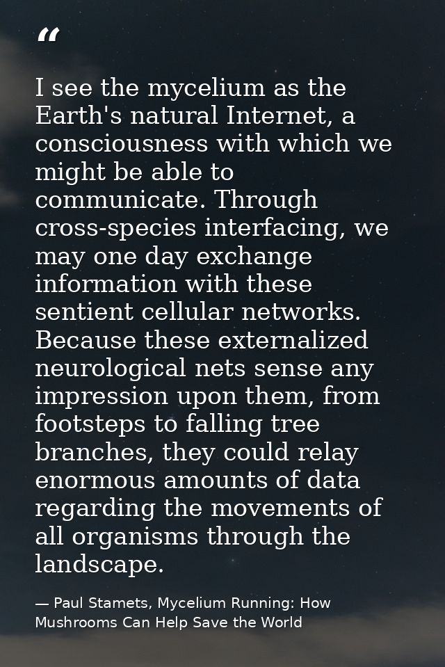 I see the mycelium as the Earth's natural Internet, a consciousness with which we might be able to communicate. Through  — Paul Stamets, Mycelium Running: How Mushrooms Can Help Save the World