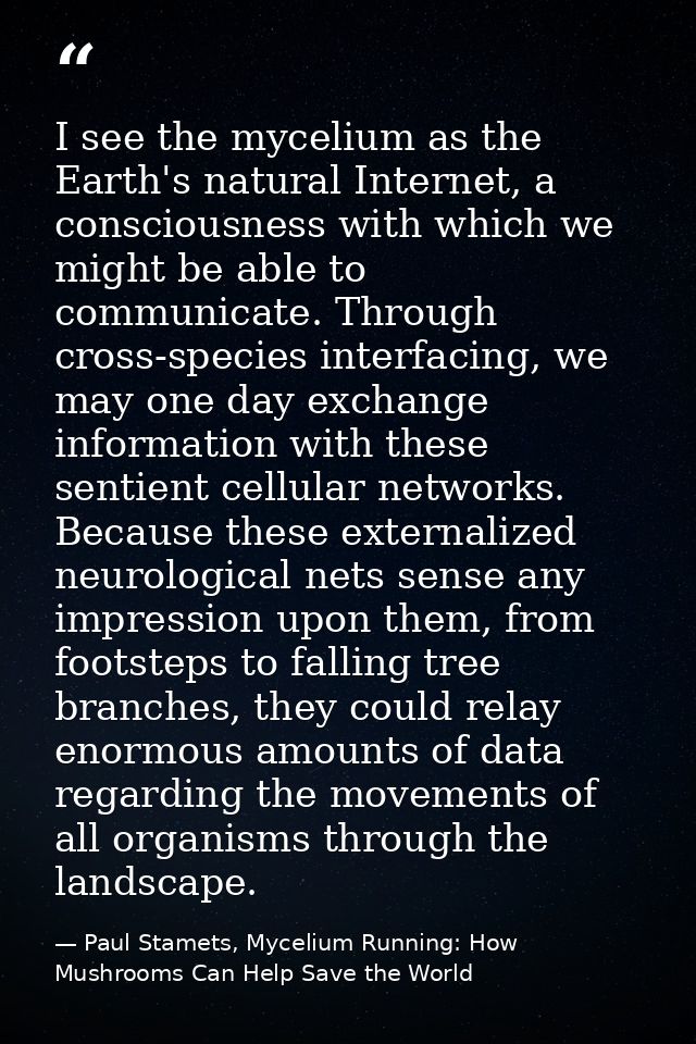 I see the mycelium as the Earth's natural Internet, a consciousness with which we might be able to communicate. Through  — Paul Stamets, Mycelium Running: How Mushrooms Can Help Save the World