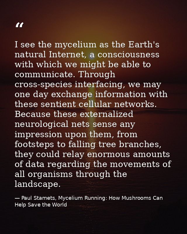 I see the mycelium as the Earth's natural Internet, a consciousness with which we might be able to communicate. Through  — Paul Stamets, Mycelium Running: How Mushrooms Can Help Save the World