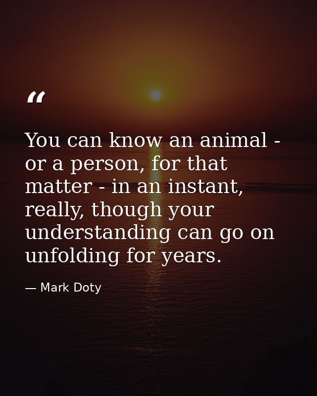 You can know an animal - or a person, for that matter - in an instant, really, though your understanding can go on unfol — Mark Doty