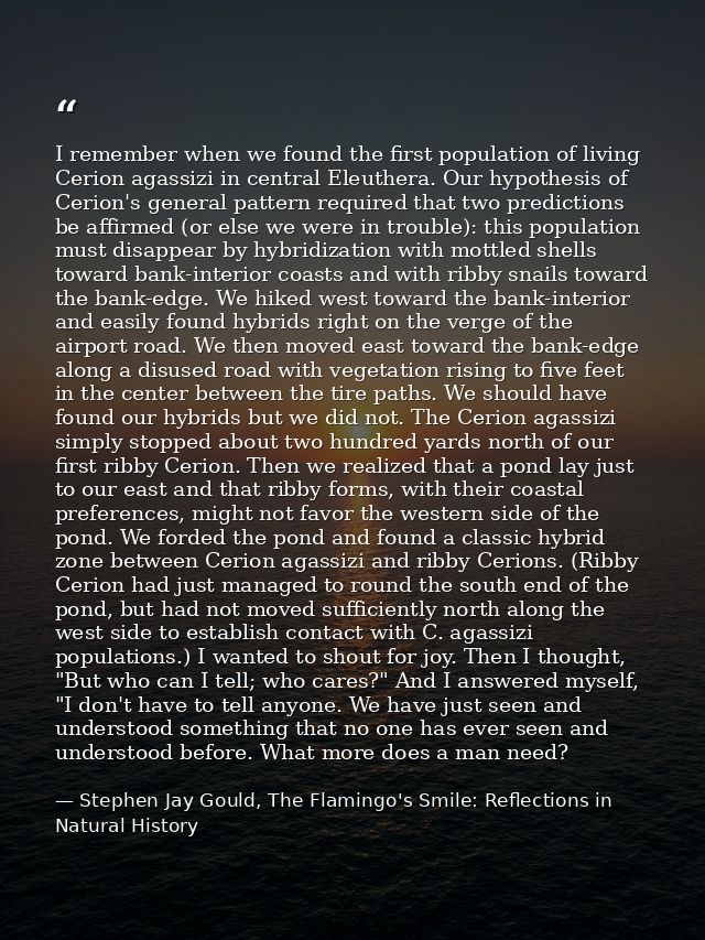 I remember when we found the first population of living Cerion agassizi in central Eleuthera. Our hypothesis of Cerion's — Stephen Jay Gould, The Flamingo's Smile: Reflections in Natural History