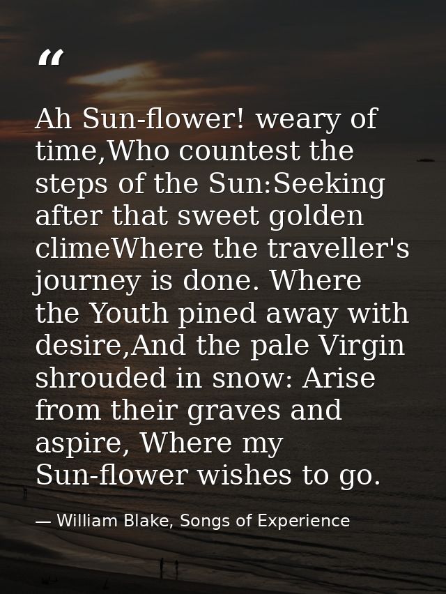 Ah Sun-flower! weary of time,Who countest the steps of the Sun:Seeking after that sweet golden climeWhere the traveller' — William Blake, Songs of Experience