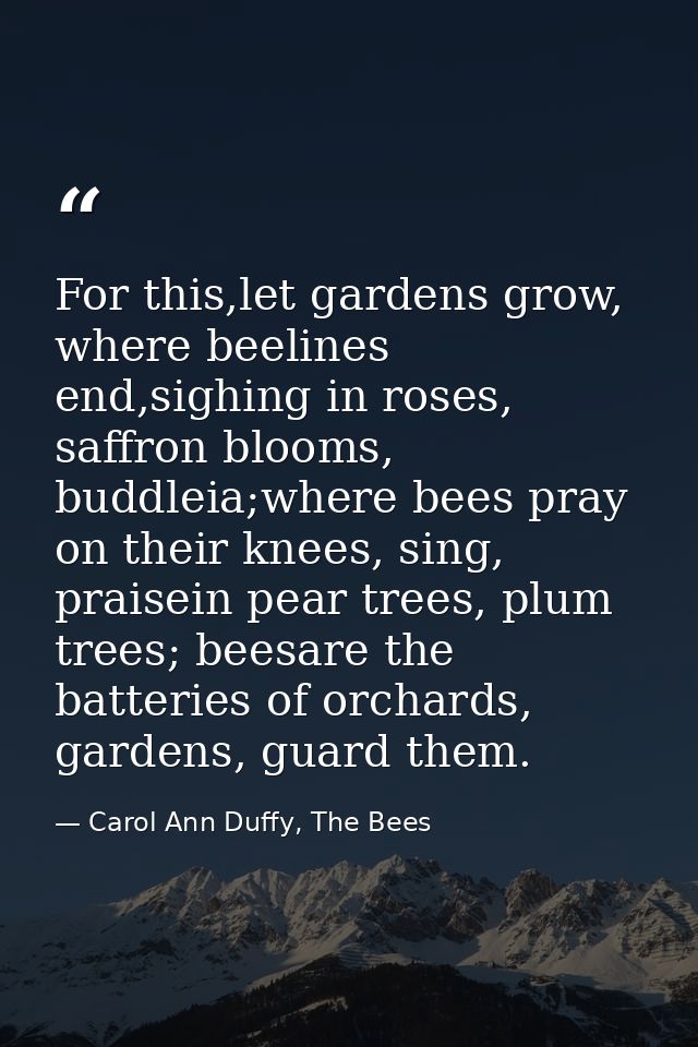 For this,let gardens grow, where beelines end,sighing in roses, saffron blooms, buddleia;where bees pray on their knees, — Carol Ann Duffy, The Bees