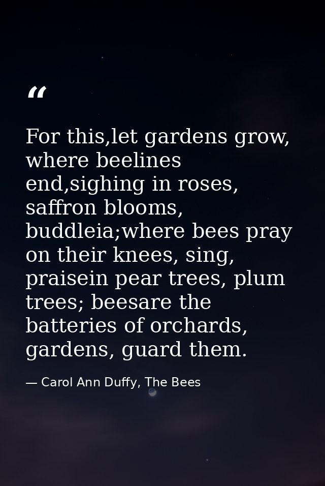 For this,let gardens grow, where beelines end,sighing in roses, saffron blooms, buddleia;where bees pray on their knees, — Carol Ann Duffy, The Bees