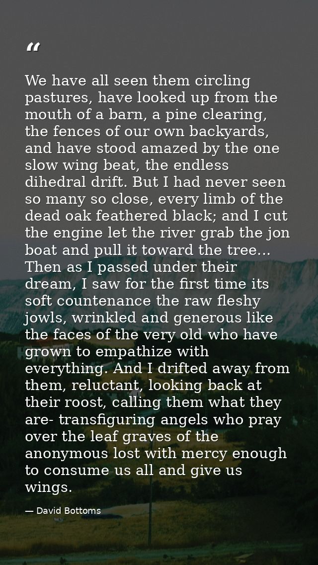 We have all seen them circling pastures, have looked up from the mouth of a barn, a pine clearing, the fences of our own — David Bottoms