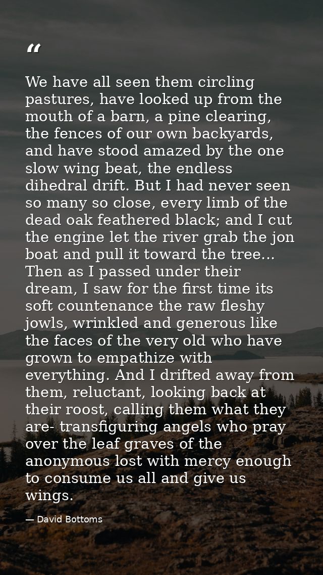 We have all seen them circling pastures, have looked up from the mouth of a barn, a pine clearing, the fences of our own — David Bottoms