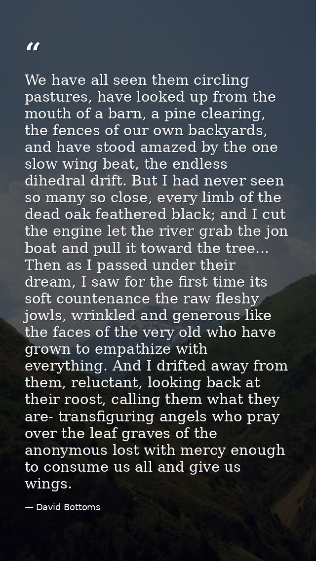 We have all seen them circling pastures, have looked up from the mouth of a barn, a pine clearing, the fences of our own — David Bottoms
