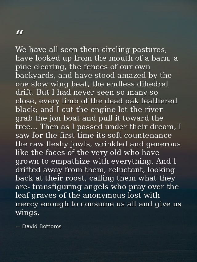 We have all seen them circling pastures, have looked up from the mouth of a barn, a pine clearing, the fences of our own — David Bottoms
