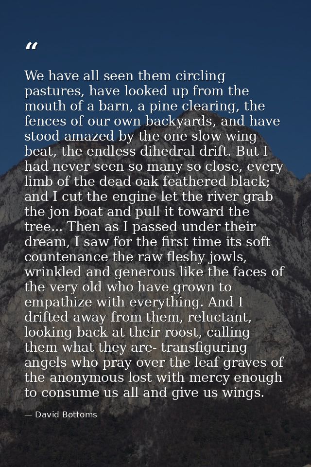 We have all seen them circling pastures, have looked up from the mouth of a barn, a pine clearing, the fences of our own — David Bottoms