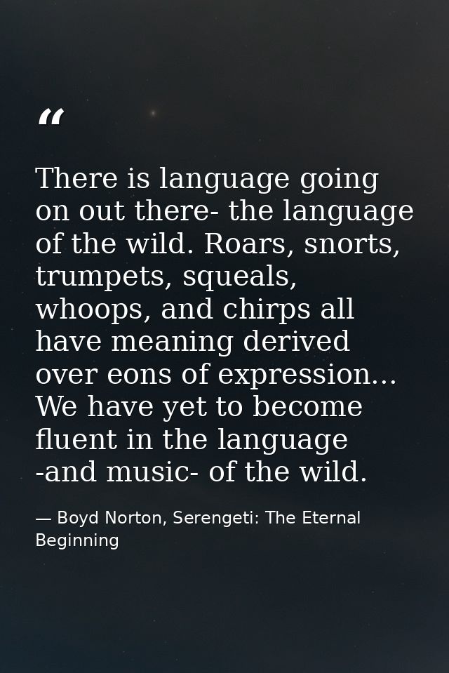 There is language going on out there- the language of the wild. Roars, snorts, trumpets, squeals, whoops, and chirps all — Boyd Norton, Serengeti: The Eternal Beginning