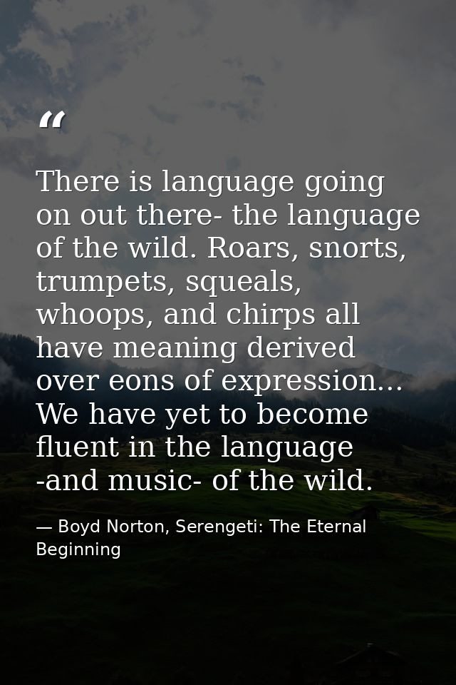 There is language going on out there- the language of the wild. Roars, snorts, trumpets, squeals, whoops, and chirps all — Boyd Norton, Serengeti: The Eternal Beginning