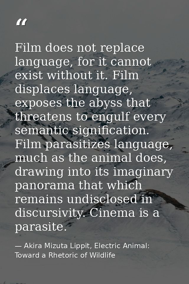 Film does not replace language, for it cannot exist without it. Film displaces language, exposes the abyss that threaten — Akira Mizuta Lippit, Electric Animal: Toward a Rhetoric of Wildlife