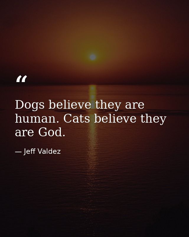 Dogs believe they are human. Cats believe they are God. — Jeff Valdez