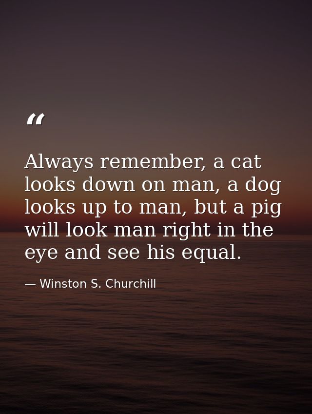 Always remember, a cat looks down on man, a dog looks up to man, but a pig will look man right in the eye and see his eq — Winston S. Churchill