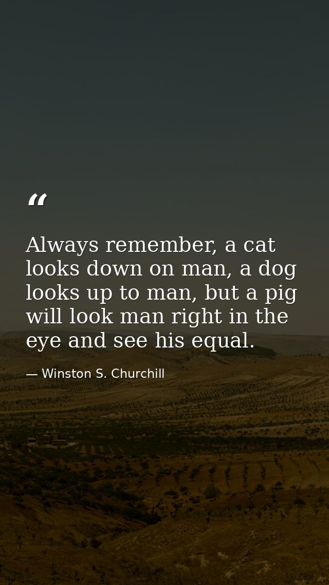 Always remember, a cat looks down on man, a dog looks up to man, but a pig will look man right in the eye and see his eq — Winston S. Churchill
