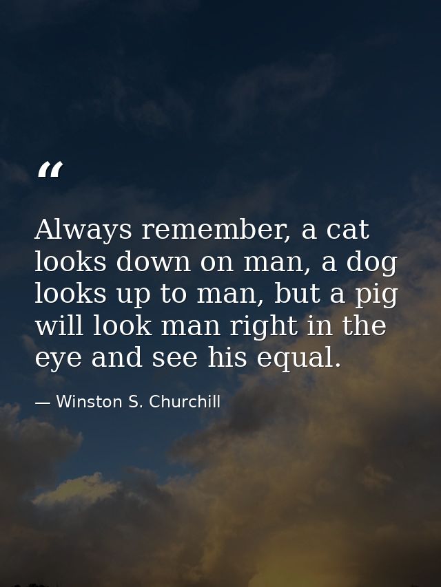 Always remember, a cat looks down on man, a dog looks up to man, but a pig will look man right in the eye and see his eq — Winston S. Churchill