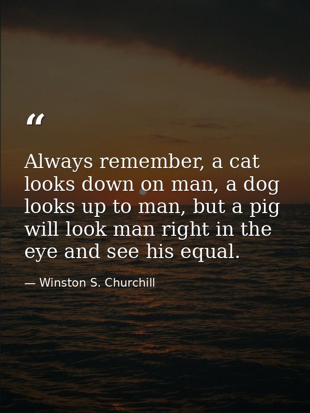 Always remember, a cat looks down on man, a dog looks up to man, but a pig will look man right in the eye and see his eq — Winston S. Churchill